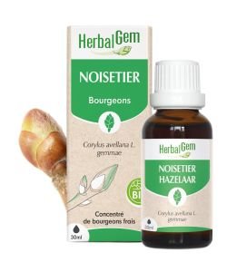 Noisetier (Corylus avellana) bourgeon BIO, 30 ml